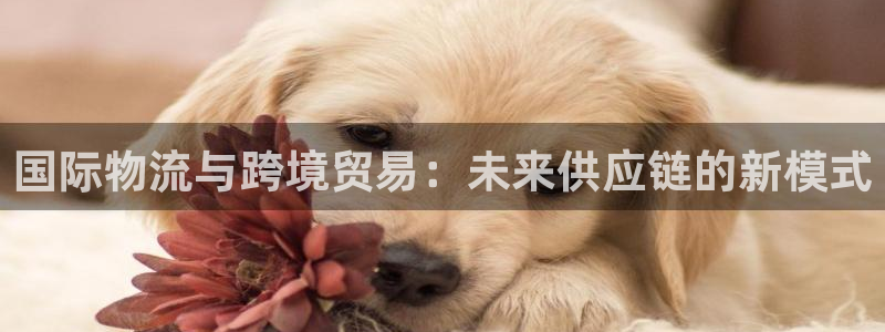 okpay钱包app下载安卓：国际物流与跨境贸易：未来供